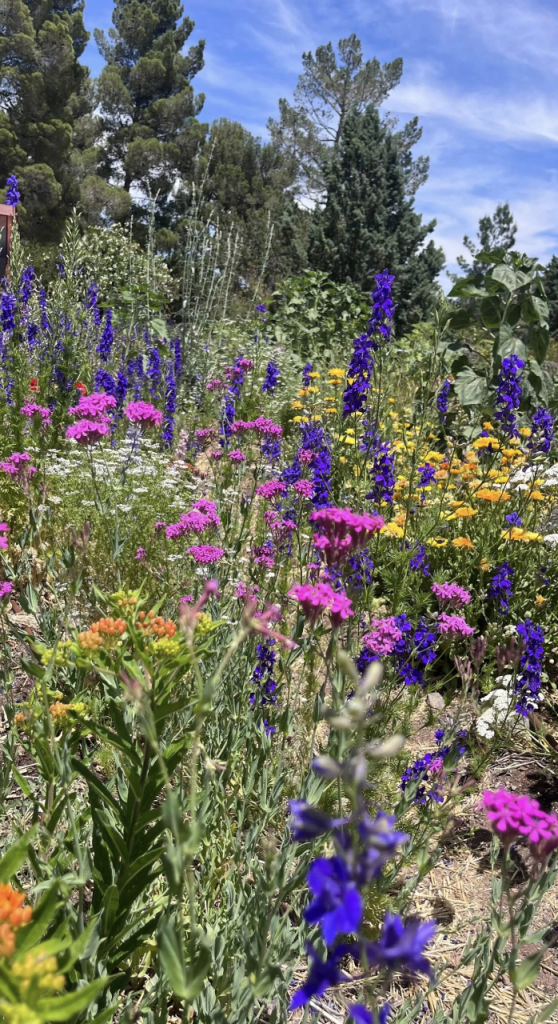 colorful wild flowers